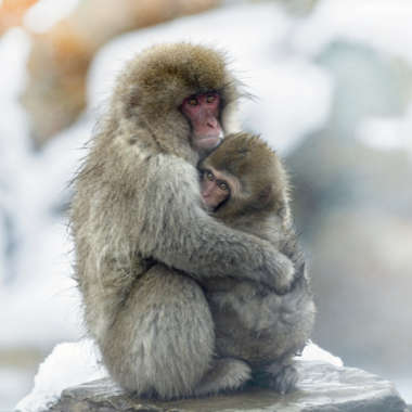 Rotgesichtsmakak (Macaca fuscata) - biologie-seite.de