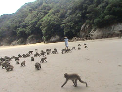japanische Rotgeschtsmakaken