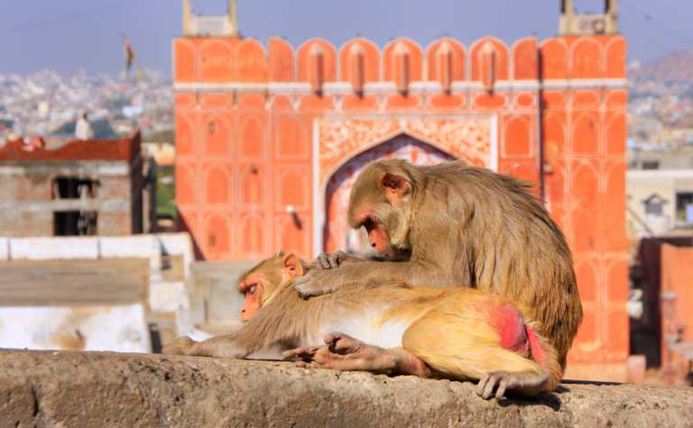 Zwei Rhesusaffen beim Lausen