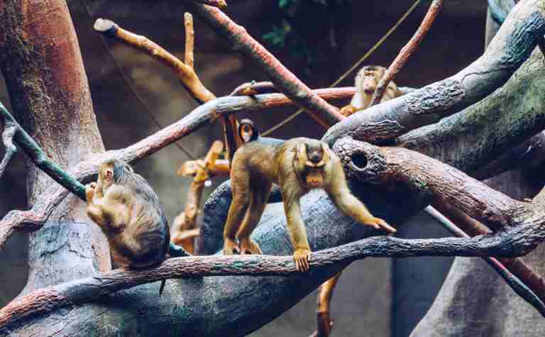 Zwei Kumpels Schweinsaffen