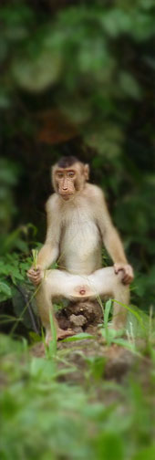 Schweinsaffe (Macaca nemestrina) auf Borneo