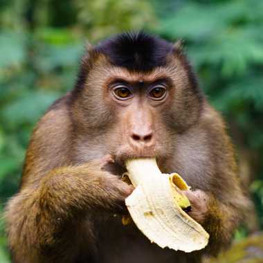 Schweinsaffe (Macaca nemestrina) - biologie-seite.de