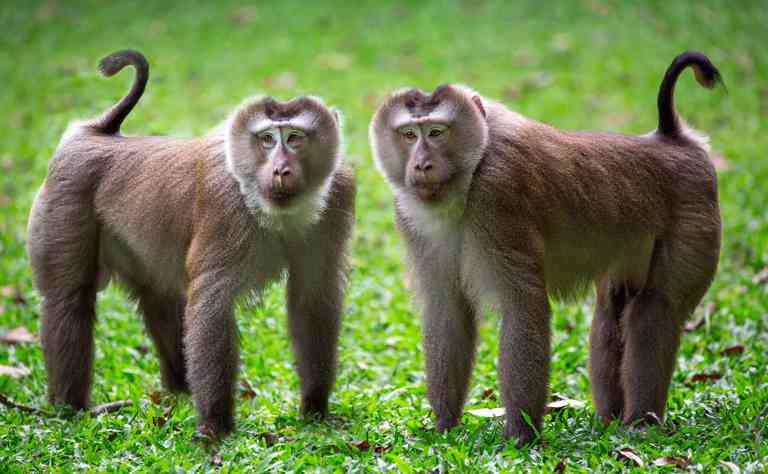 Zwei Kumpels Schweinsaffen