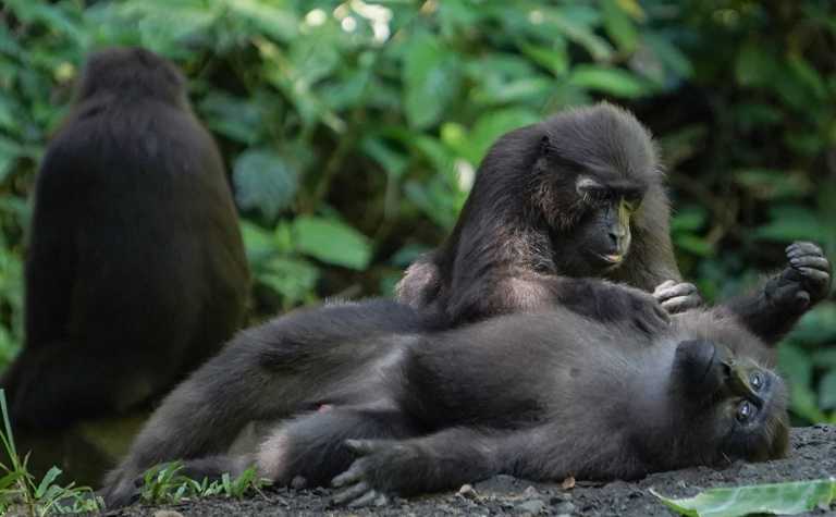 Wellness im Dschungel, Mohrenmakaken bei ihrer Lieblingsbeschäftigung (außer fressen)