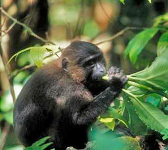 Tibet-Makak (Macaca thibetana) in einem japanischen Zoo