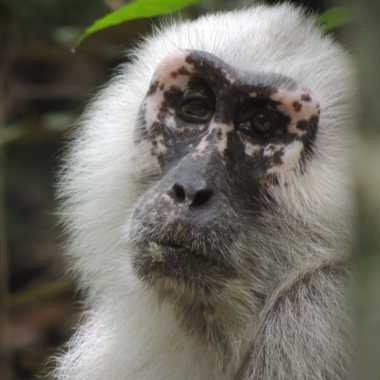 Mohrenmakak (Macaca maura) - biologie-seite.de