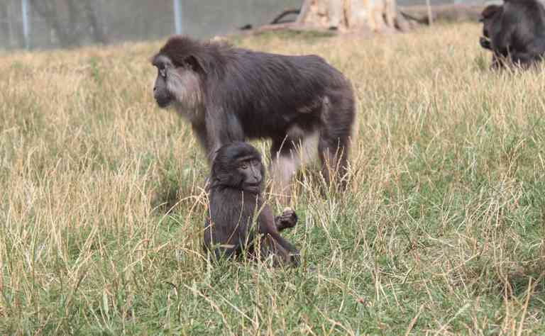 Tonkeanamakak (Macaca tonkeana) Mutter mit Baby