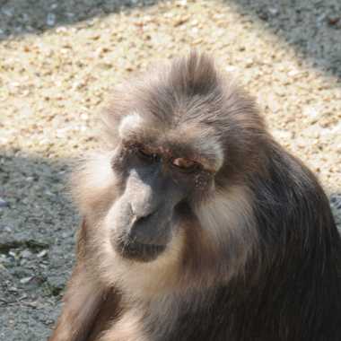Tonkeana-Makak (Macaca tonkeana) - biologie-seite.de