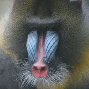 Mandrill (Mandrillus sphinx) - biologie-seite.de