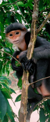 Grauschenkel-Kleideraffe im Endangered Primate Rescue Centre