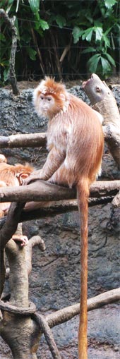 Maronenlangur (Presbytis rubicunda)