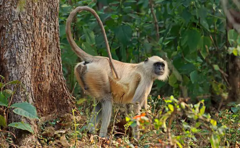 Bengalischer Hanuman-Langur (Semnopithecus entellus) - biologie-seite.de