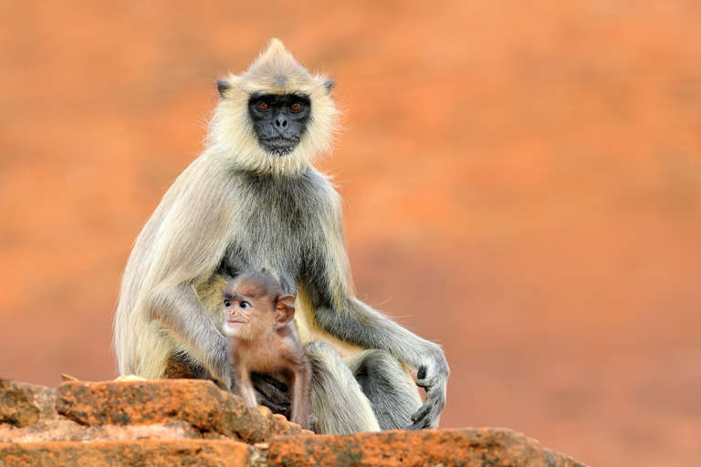Bengalischer Hanuman-Langur (Semnopithecus entellus) - biologie-seite.de