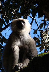 Tarai-Hanuman-Langur (Semnopithecus hector)