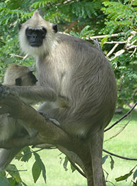 Südlicher Hanuman-Langur (Semnopithecus priam) - biologie-seite.de