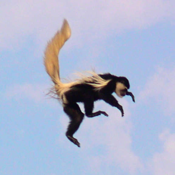 Schlank- und Stummelaffen (Colobinae) - biologie-seite.de