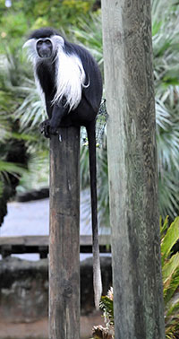 Schwarzweiße Stummelaffen (Colobus) - biologie-seite.de