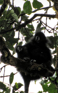 Schwarzer Stummelaffe (Colobus satanas) - biologie-seite.de