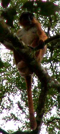 Preuss's red colobus sitting in a tree, Korup National Park, Cameroon