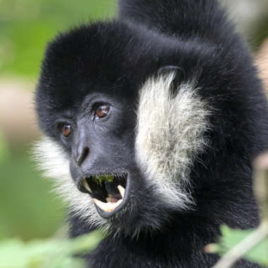Schopfgibbon oder Weißwangengibbon (Nomascus concolor) - biologie-seite.de