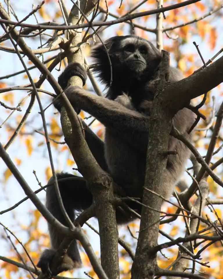 Borneo-Gibbon oder Grauer Gibbon (Hylobates muelleri) - biologie-seite.de