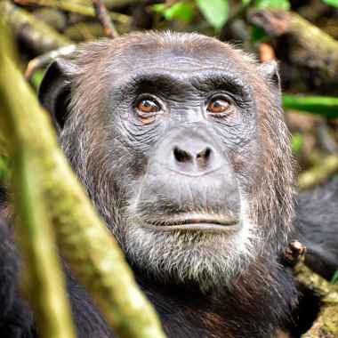 Schimpansen (Pan) - biologie-seite.de
