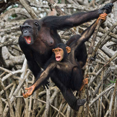 Schimpansin mit Kleinkind