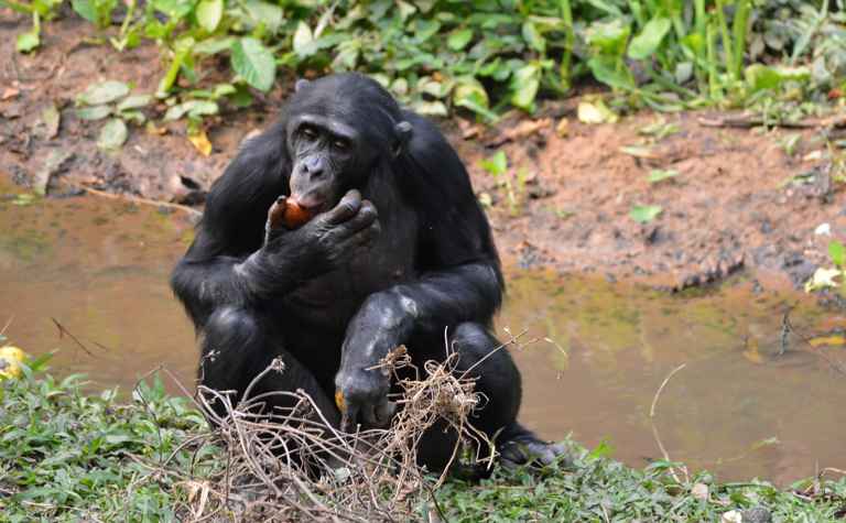 Bonobo (Pan paniscus) - biologie-seite.de