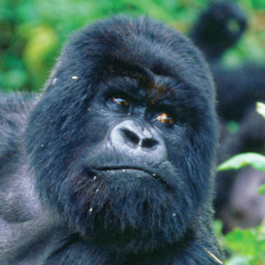 Berggorilla in natürlichem Lebensraum