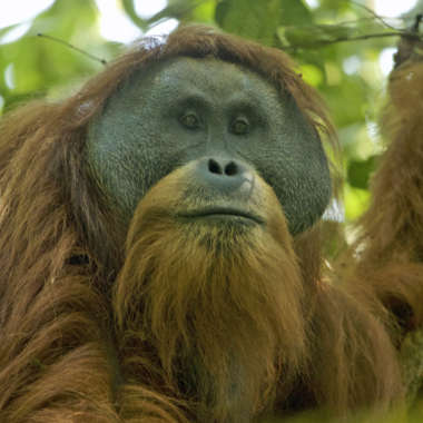 Portrait eines männlichen Sumatra-Orang-Utans