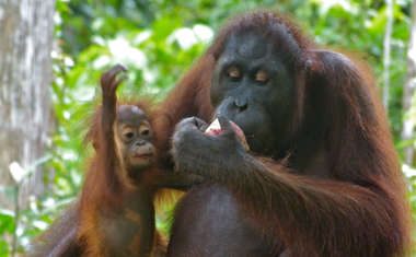 Borneo Orang-Utan in natürlicher Umgebung