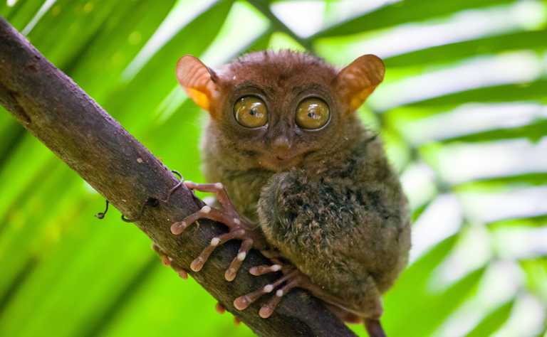 Philippinen-Koboldmaki (Tarsius syrichta)