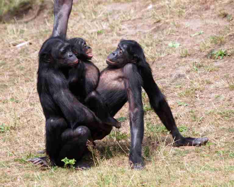 Ein zweites Bild mit Bonobos beim Sex
