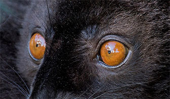 Visuelle Wahrnehmung (Eulemur macaco)