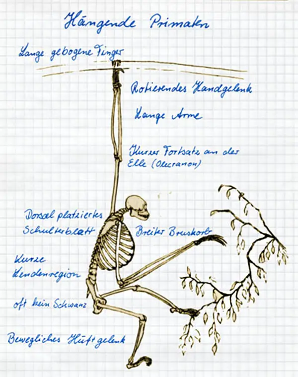 Skelett eines hangelnden Primaten