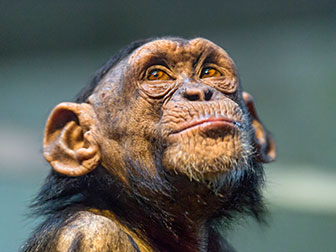 Schimpanse, Portrait von Tambako the Jaguar, flickr.com