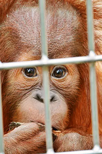 Artenschutz: gefangenes Orang-Utan Kind