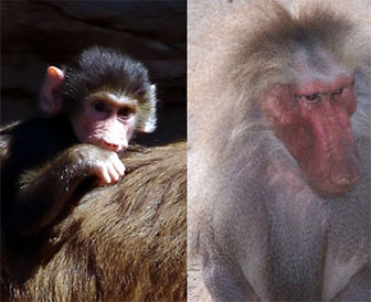 Verschieden alte Paviane