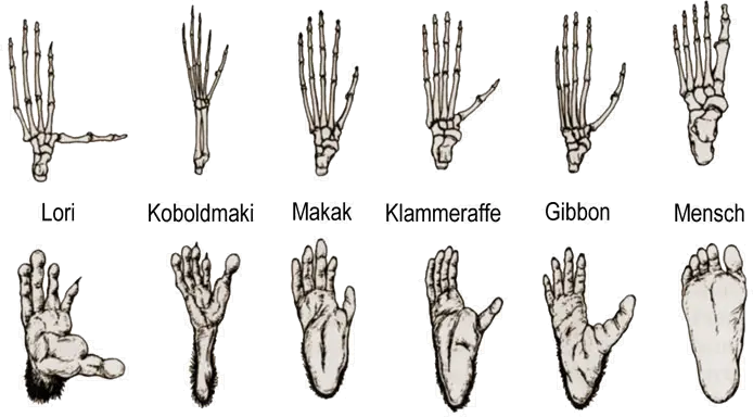 Füße von verschiedenen Primaten