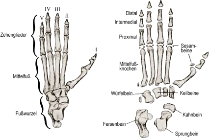 Fußglieder (Phalanges) eines Primaten