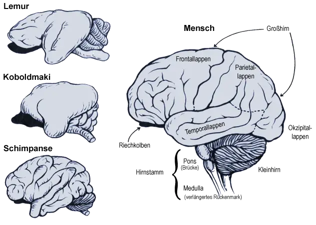 Gehirne von Primaten