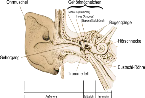 Aufbau des Ohrs eines Primaten