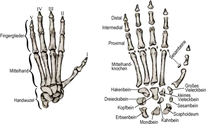 Glieder der Hand eines Primaten