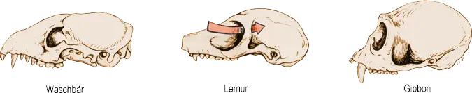Augenhöhlen der Primaten
