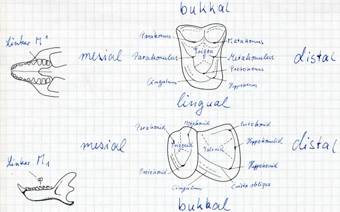 Zahnflächen bei Primaten