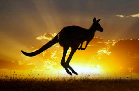 Ein springndes Känguru in Australien