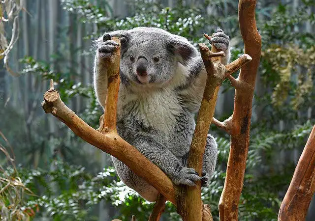 Koala in Südaustralien