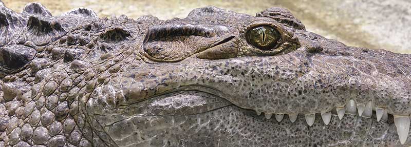 liegendes Krokodil