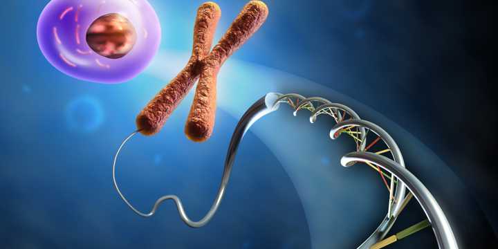 DNA, Chromosom und Eizelle