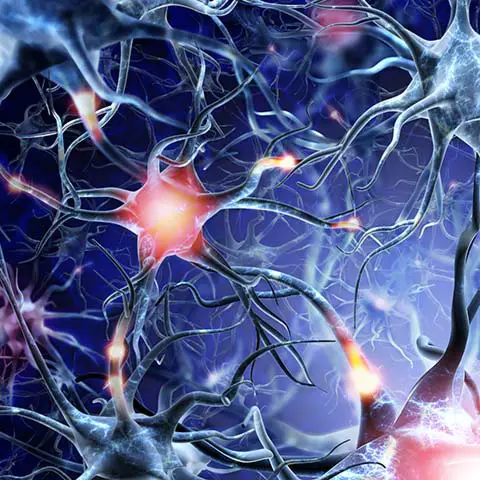 Neuronale Verbindungen im kindlichen Gehirn